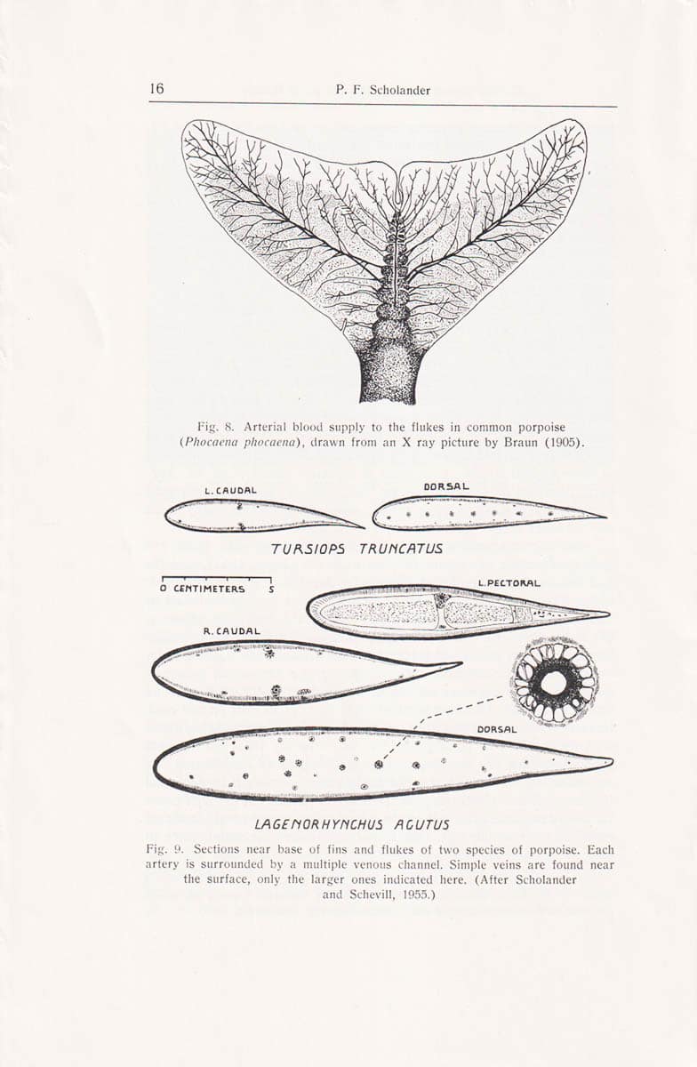 P. F. Scholander : Counter Current Exchange. A Principle in Biology. With 11 Figures in the Text
