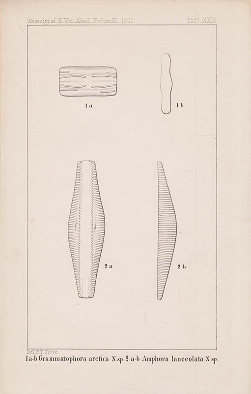 P. T. Cleve : Diatomaceer från Spetsbergen