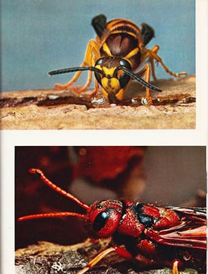 Paul Pesson : Insekter från hela världen