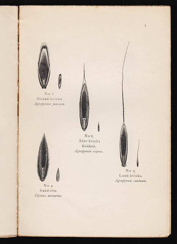 Pehr Bolin : Svenska gräsarters frön