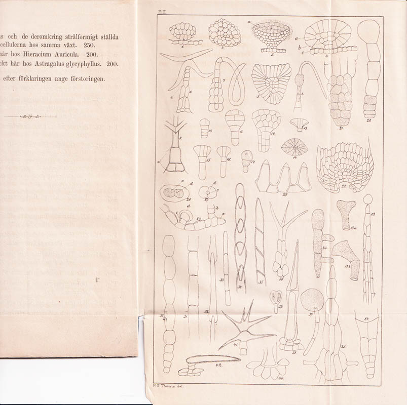 Pehr Gustaf Theorin : Om växternas hår och yttre glandler