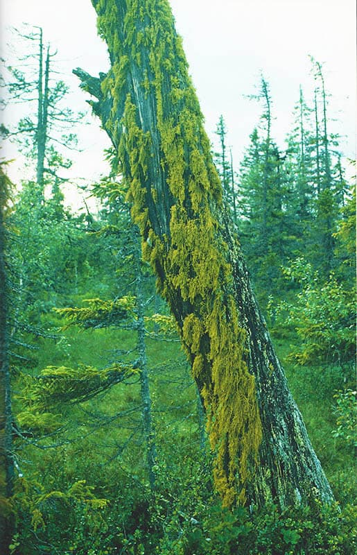 Per Erik Persson : Botnia