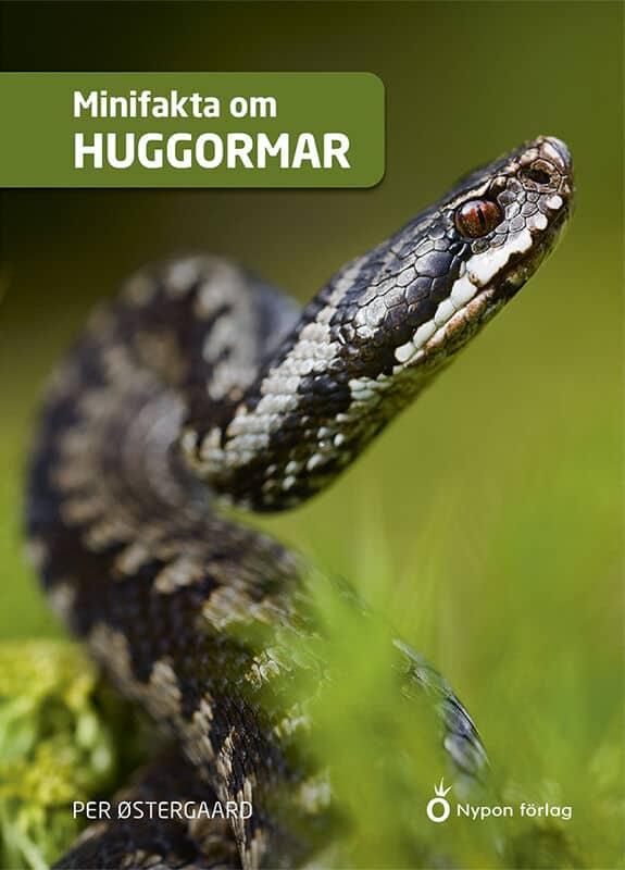 Per Østergaard : Minifakta om huggormar