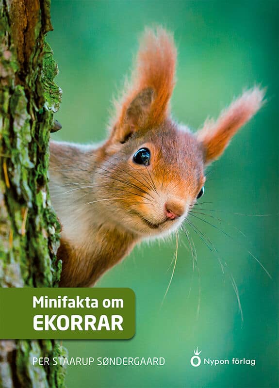 Per Straarup Søndergaard : Minifakta om ekorrar