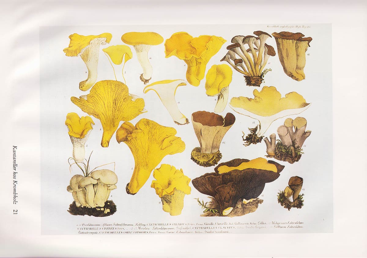 Persson, Olle (1928-2014) ; Mossberg, Bo : Kantareller