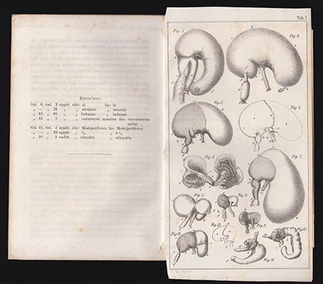 Peter Olsson : Iakttagelser öfver matsmältningsorganerna hos några arter af slägtet Mus
