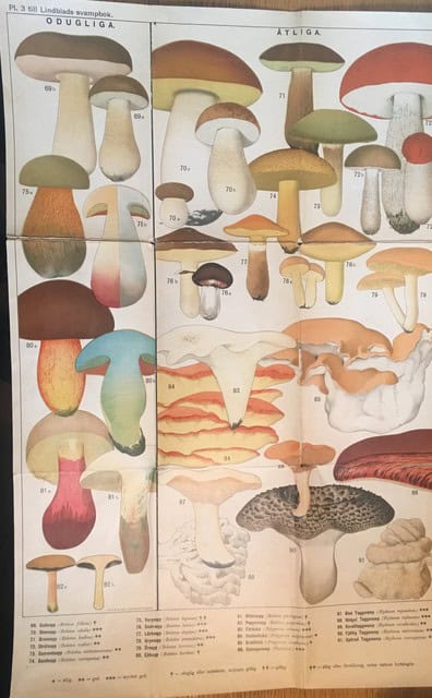Plansch 3 till Lindblads svampbok, Odugliga Ätliga