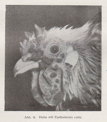 Richard Reinhardt : Lehrbuch der Geflügelkrankheiten