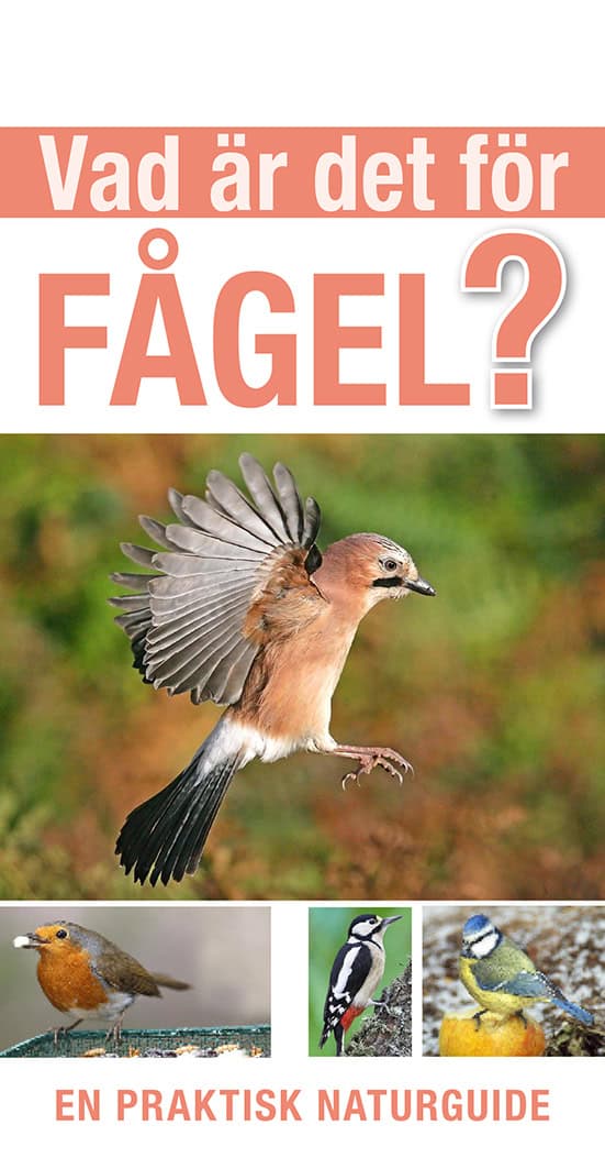 Rob Hume : Vad är det för fågel?