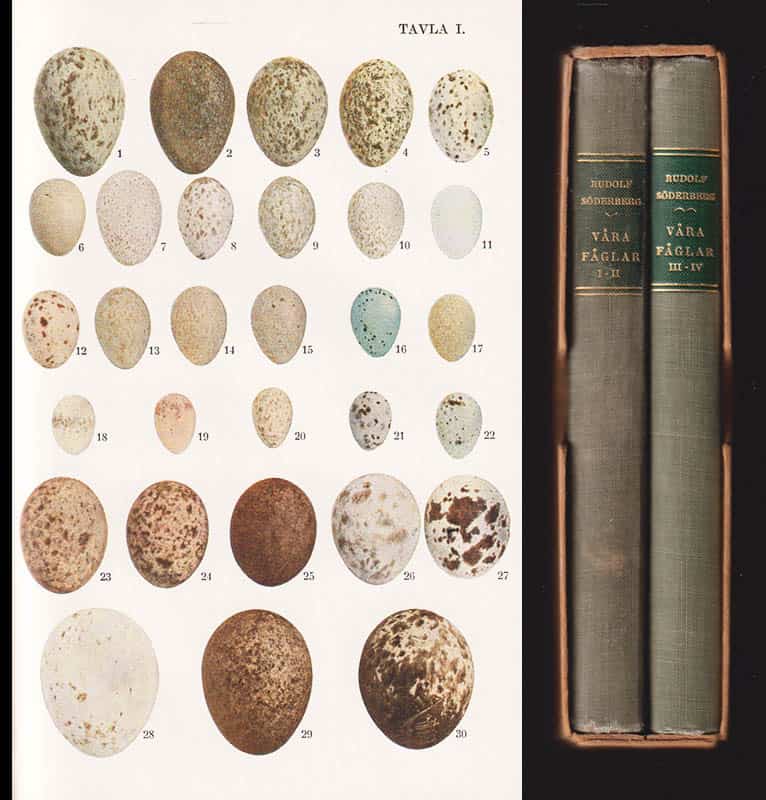 Rudolf Söderberg : Våra fåglar och hur man känner igen dem