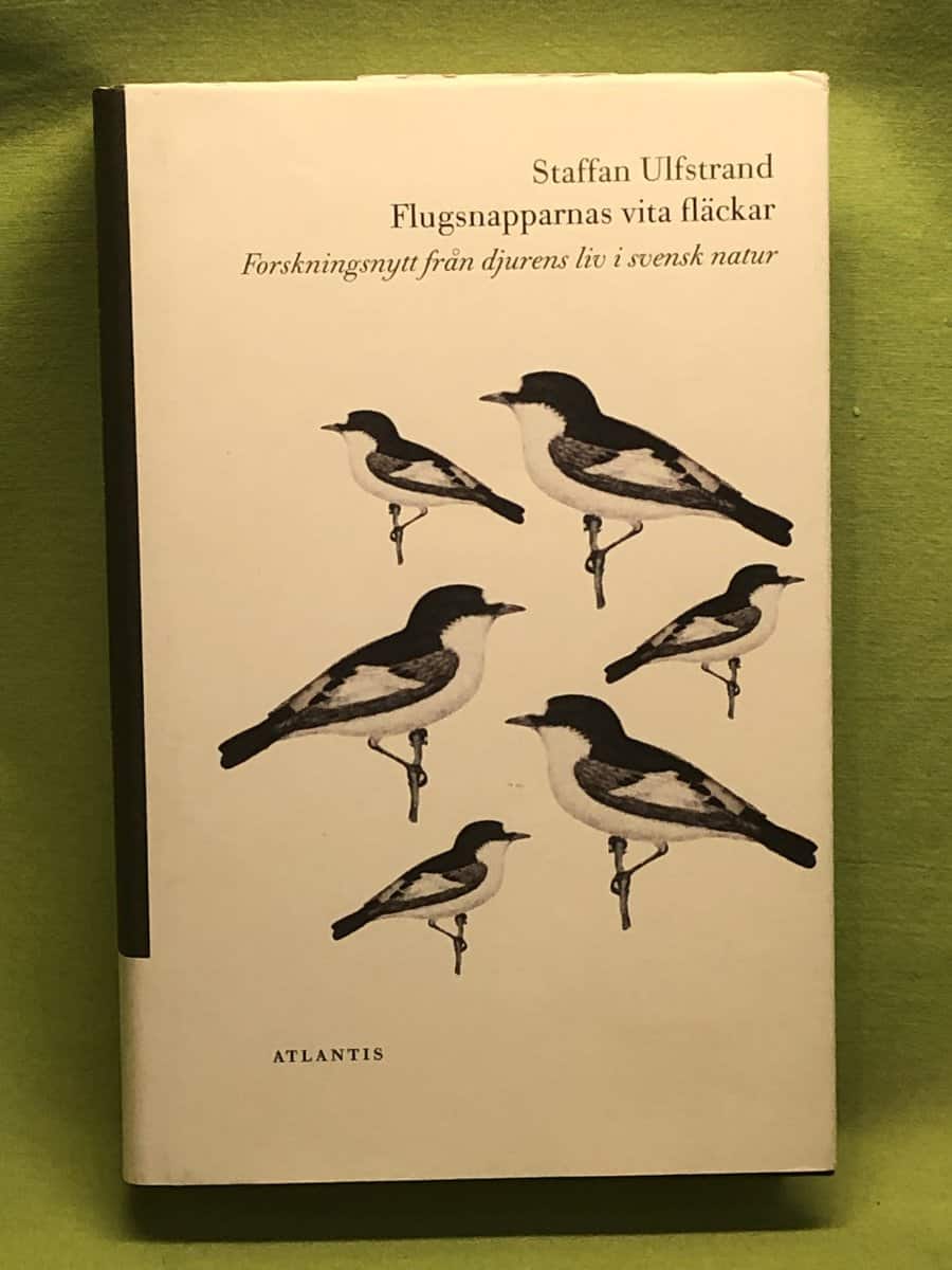 Staffan Ulfstrand : Flugsnapparnas vita fläckar