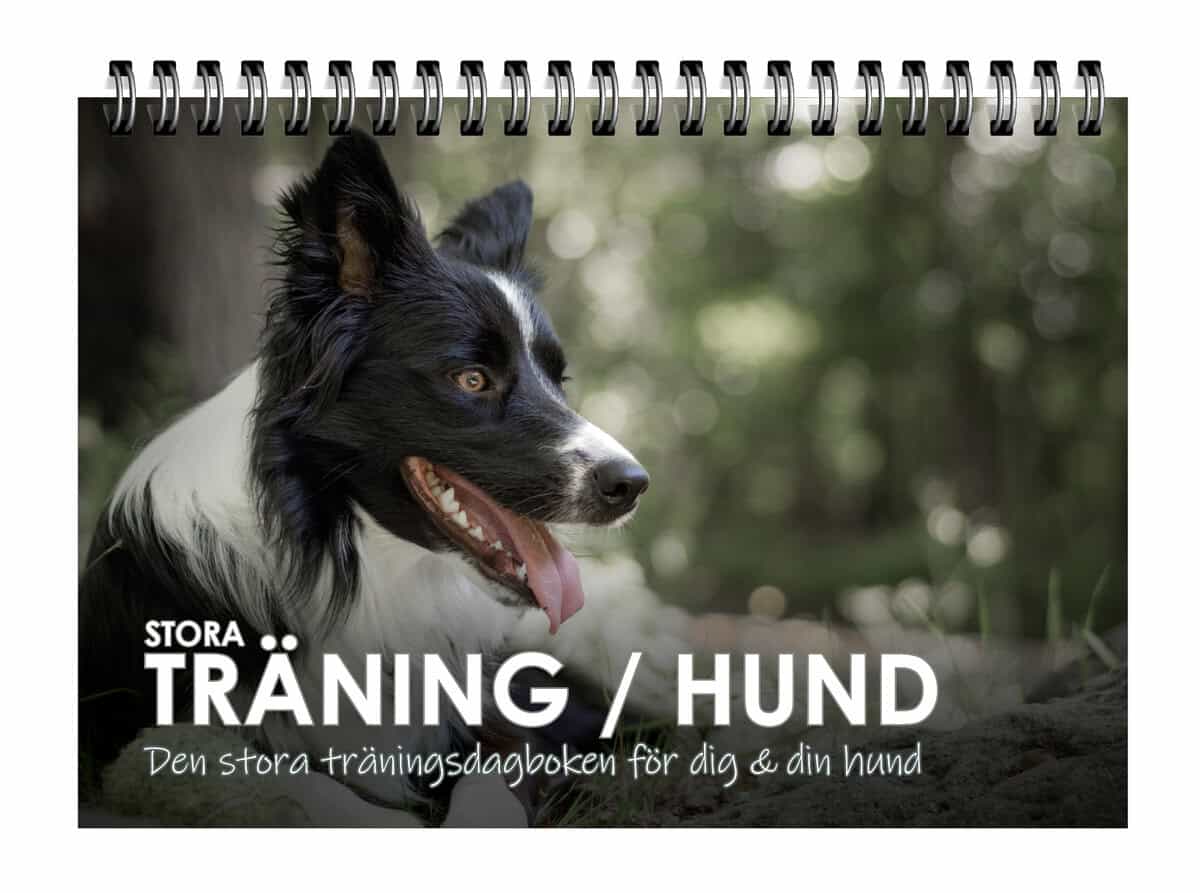 Stora Träning/Hund