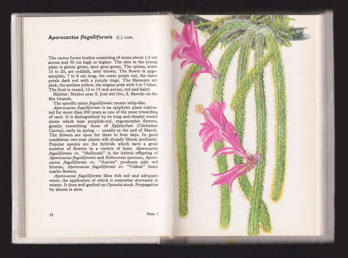 Šubik, Rudolf ; Kaplická, Ji ina : Cacti and Succulents