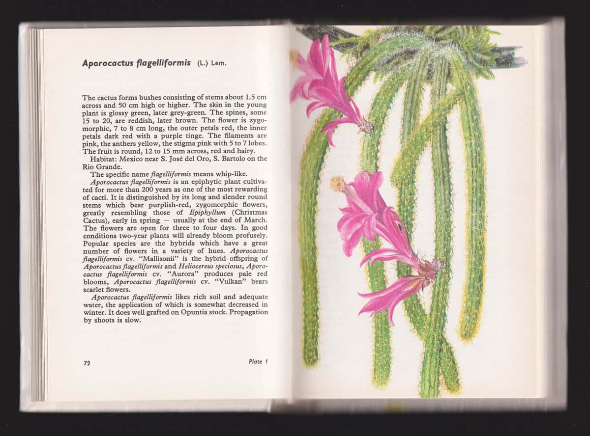 Šubik, Rudolf ; Kaplická, Ji ina : Cacti and Succulents