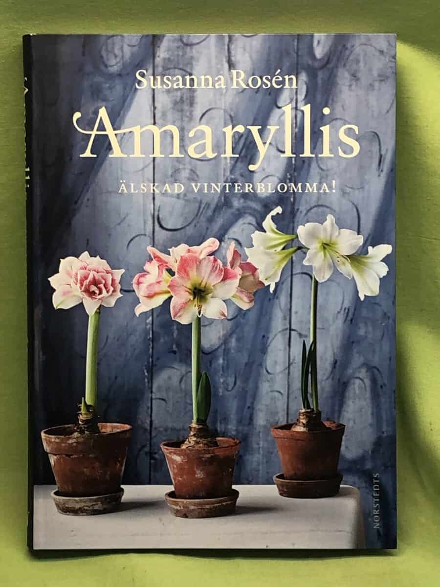 Susanna Rosén : Amaryllis