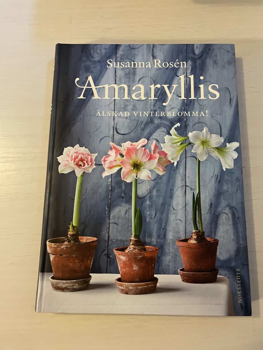 Susanna Rosén : Amaryllis