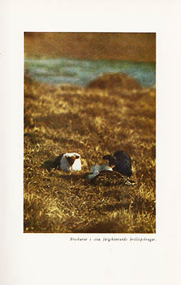 Sven A Mellquist : Det stumma spelet