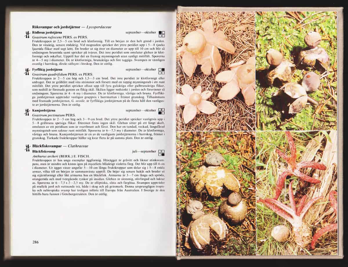 Svr ek, Mirko med flera : Tidens svampguide