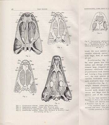 Tage Nilsson : Sassenisaurus, a new Genus of Eotriassic Stegocephalians from Spitsbergen