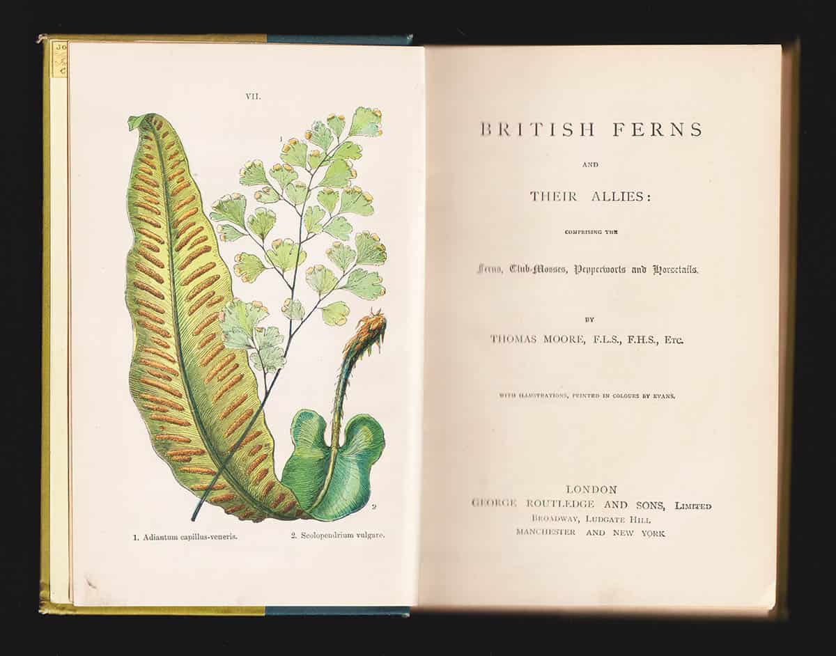 Thomas Moore : British ferns and their allies