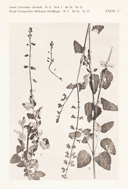 Thore C. E. Fries : Fuerstia