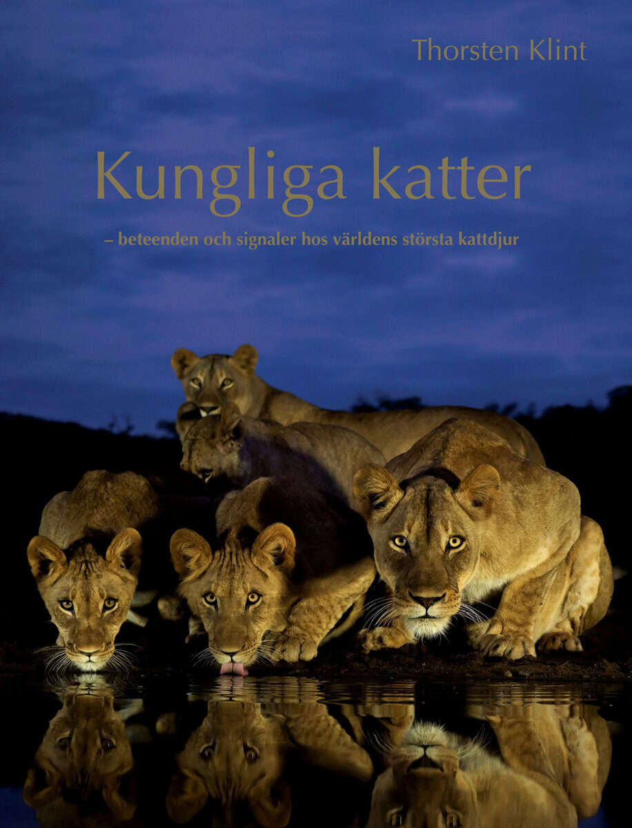 Thorsten Klint : Kungliga katter : beteenden och signaler hos världens största kattdjur