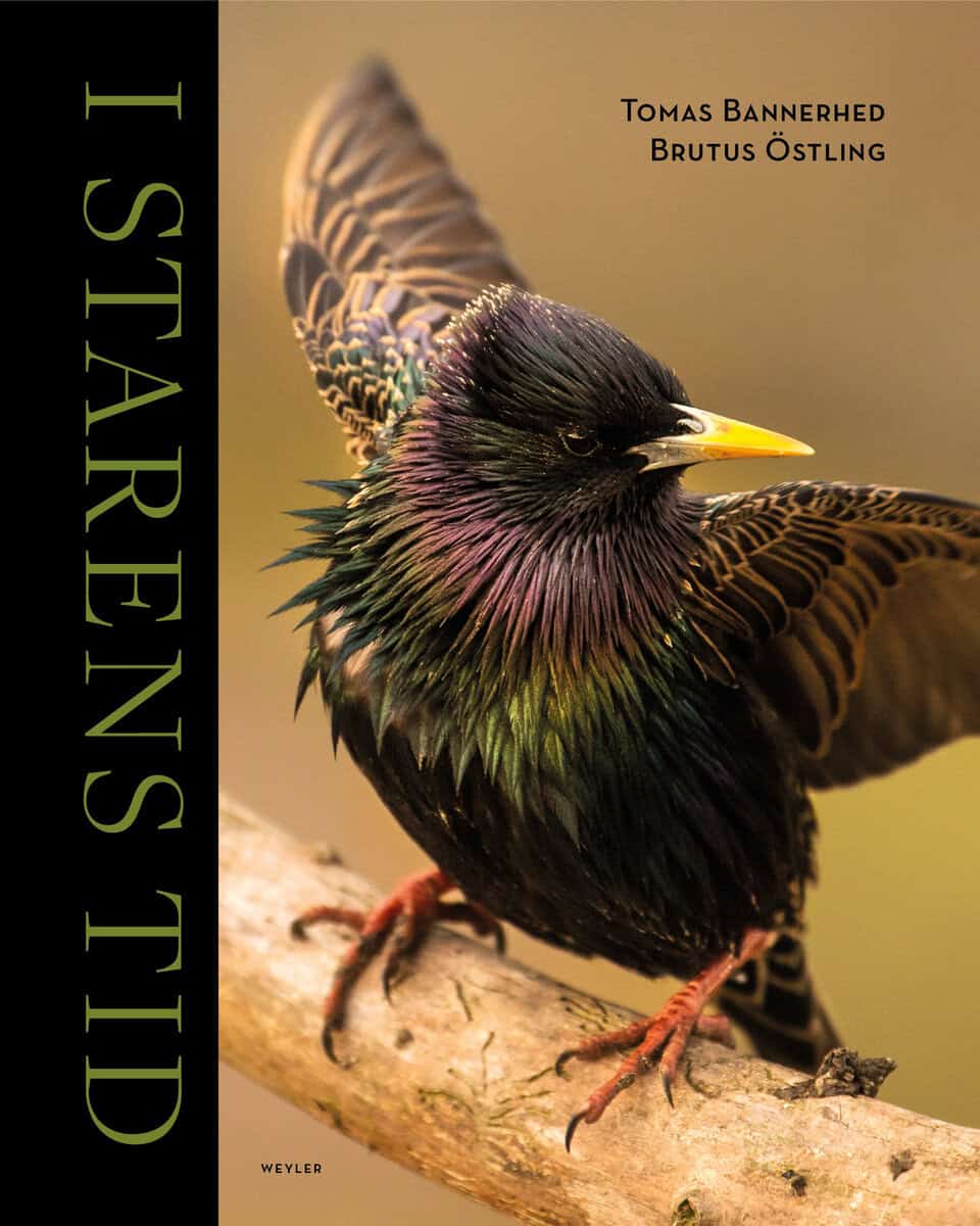 Tomas Bannerhed : I starens tid