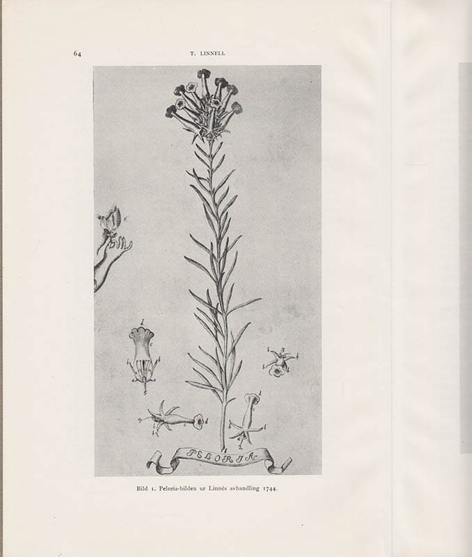 Tore Linnell : Några ord om Linnés Peloria och dess Locus Classicus