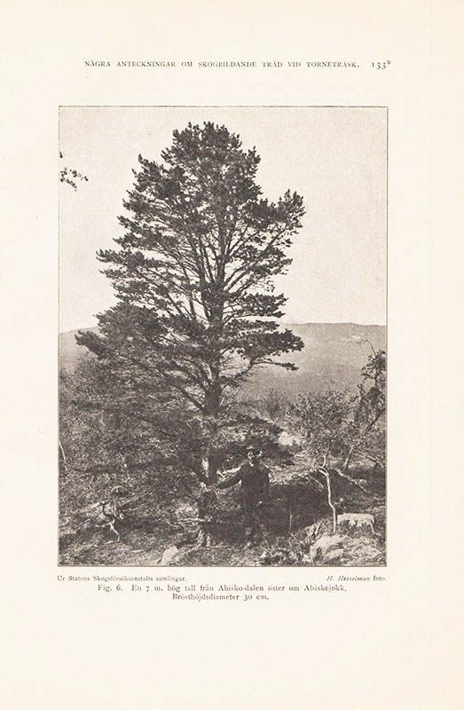 Torsten Lagerberg : Några anteckningar om skogbildande träd vid Torneträsk