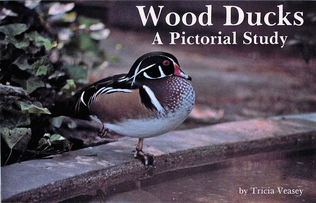 Tricia Veasey : Wood Ducks