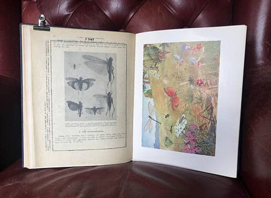 Tullgren, Albert (1874-1958) ; Wahlgren, Einar (1874-1963) : Svenska insekter. En orienterande handbok vid studiet av vårt lands insektsfauna. Med nio färgplanscher och 642 bilder i texten