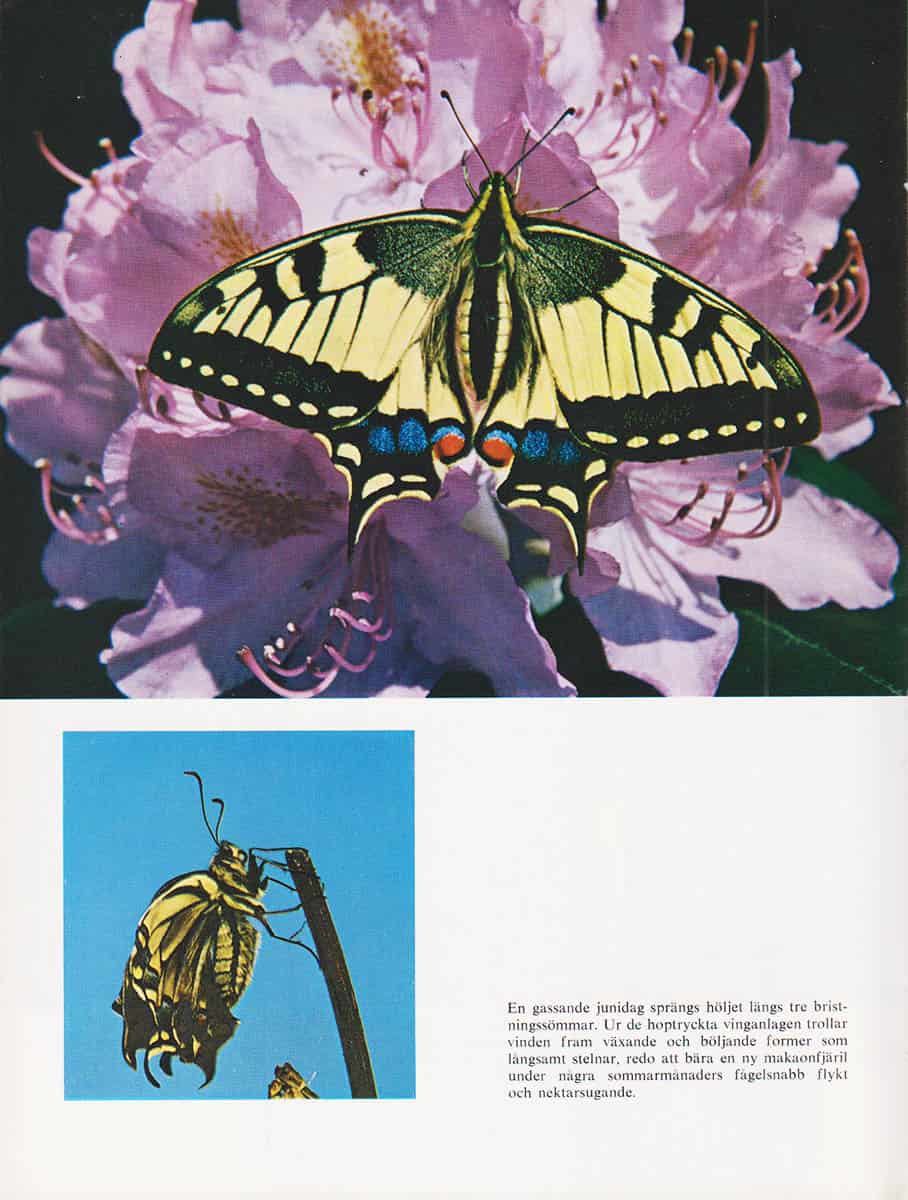 Ulf Malmgren : Hallstahammars natur och flora