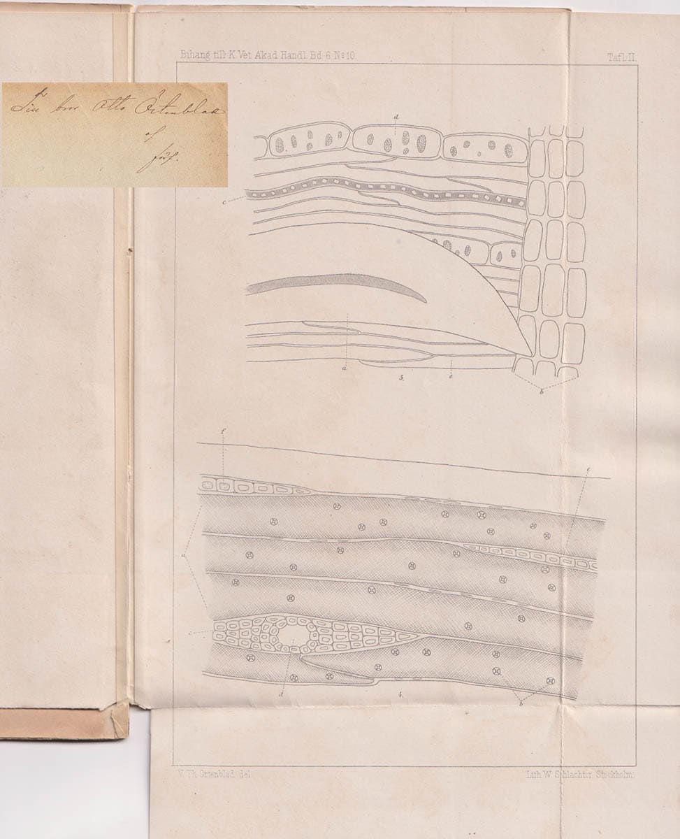 Veit Thorsten Örtenblad : Om sydgrönlands drifved. Med tre taflor. Meddeladt den 11 maj 1881