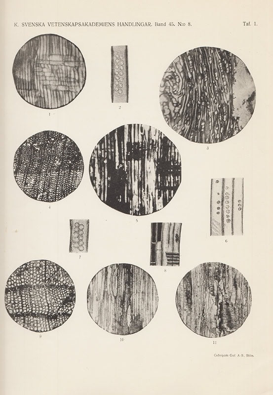 W. . Gothan : Die Fossilen Holzreste Spitzbergen. Mit 7 Tafeln
