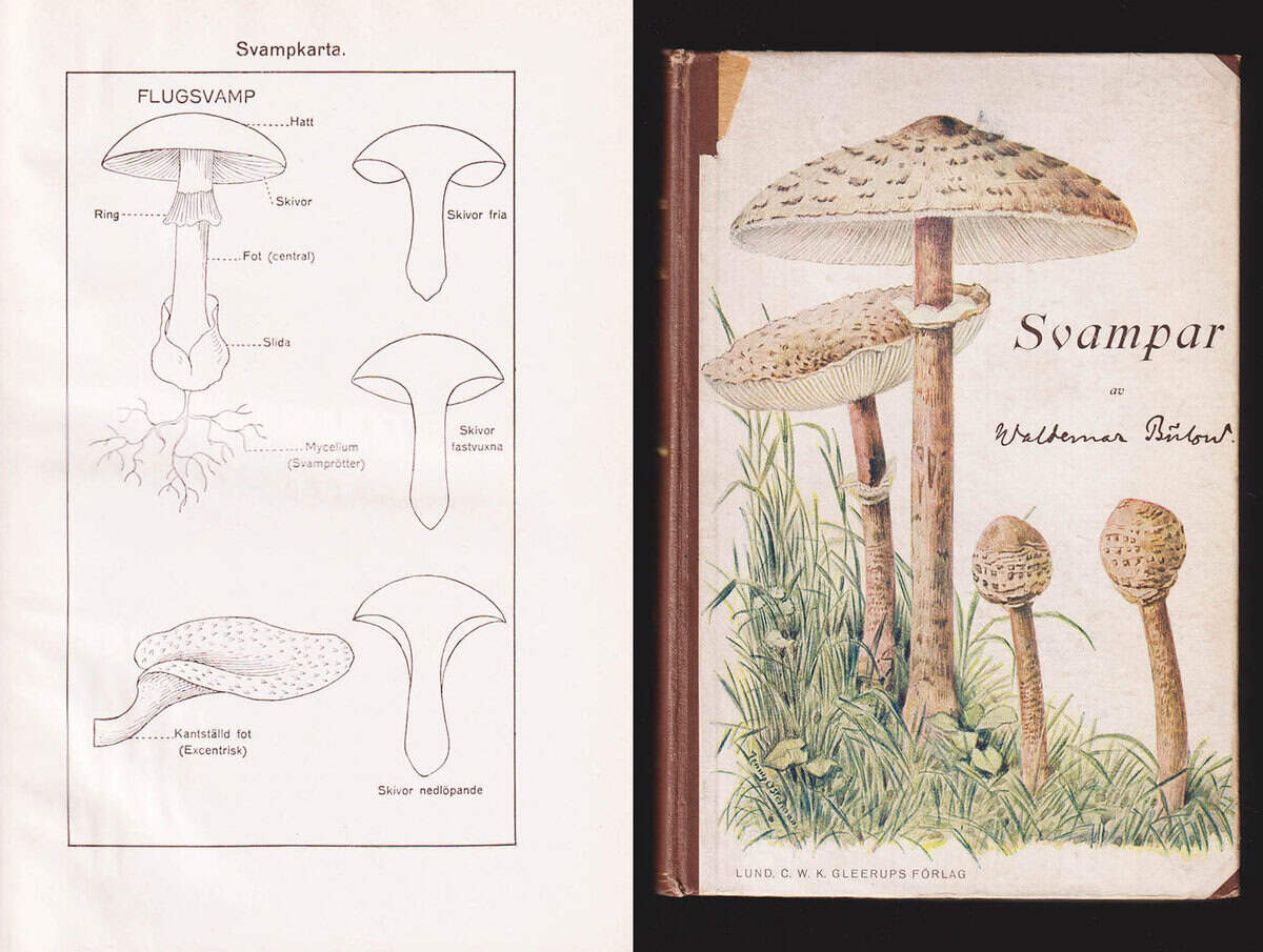 Waldemar Bülow : Svampar för hem och skola. Med inledning av professor Karl Petrén. En svampkarta och 111 bilder - 52 helsidesplanscher (deedikation)