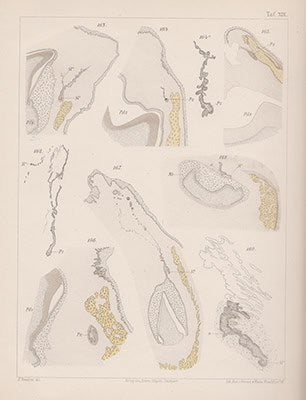 Wilhelm Leche : Zur Entwicklungsgeschichte des Zahnsystems der Säugethiere, zugleich ein Beitrag zur Stammesgeschichte dieser Thiergruppe. Erster Theil