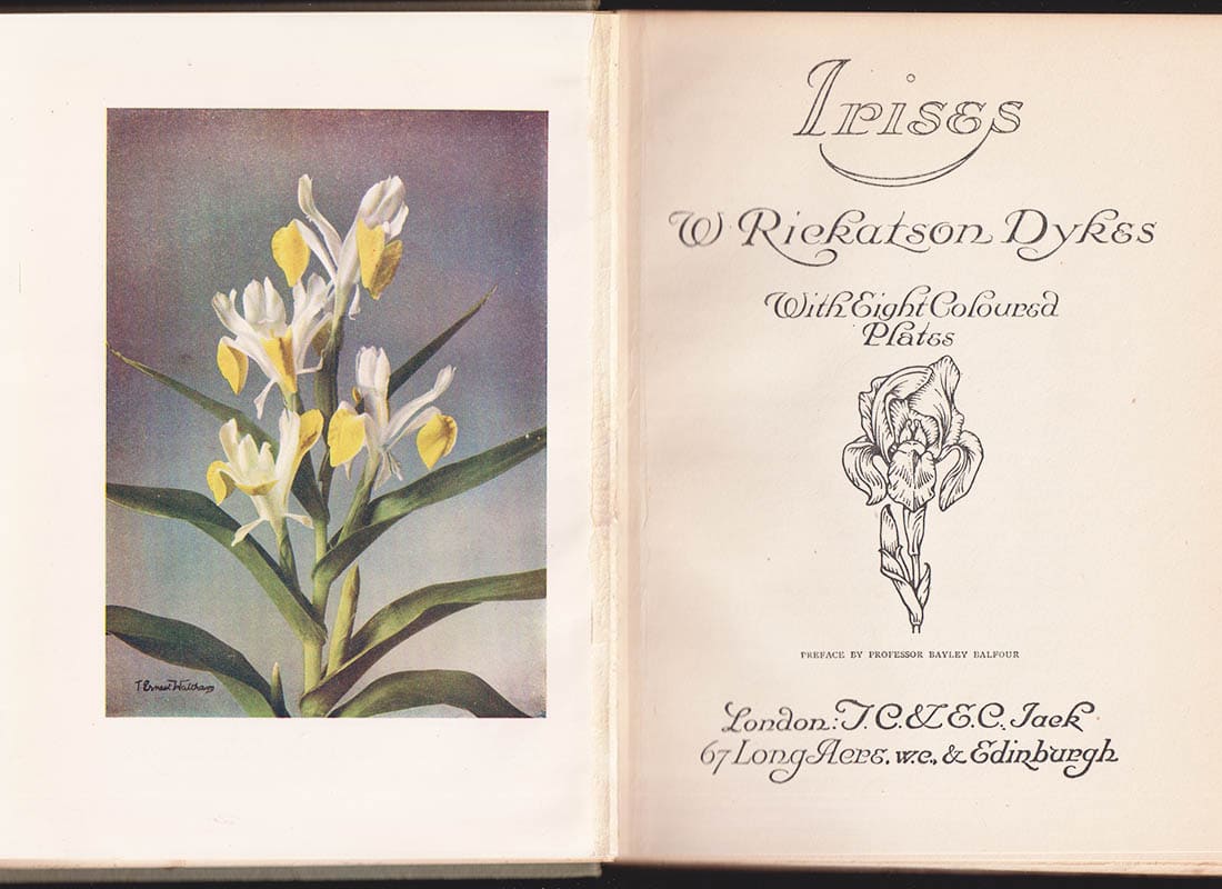 William Rickatson Dykes : Irises (Iris)