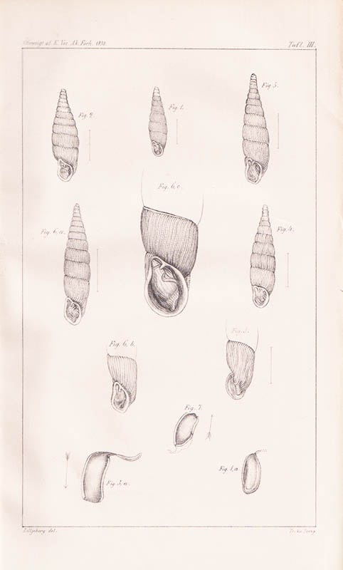 Zetterstedt, J. E. (Johan Emanuel, 1828-1880) ; Lilljeborg, Wilhelm (1816-1908) : En för Skandinavien ny landsnäcka. Af J. E. Zetterstedt. (Meddeladt den 8 juni 1864)