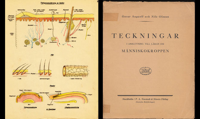 Augzell, Oscar ; Olsson, Nils : Teckningar i anslutning till läran om människokroppen