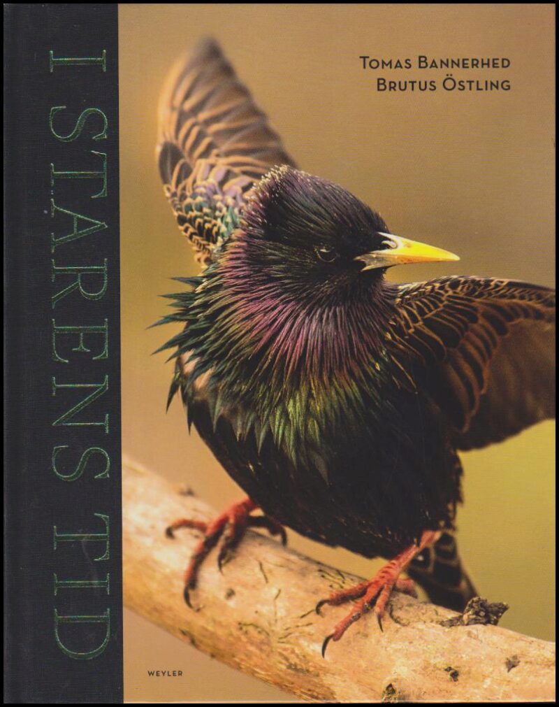 Bannerhed, Tomas ; Östling, Brutus : I starens tid