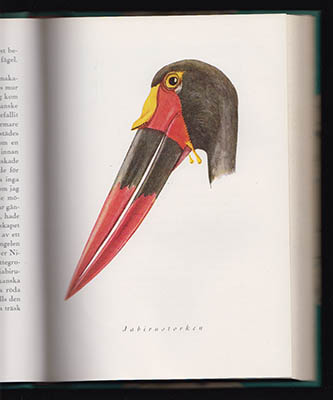 Bengt Berg : Abu Markúb