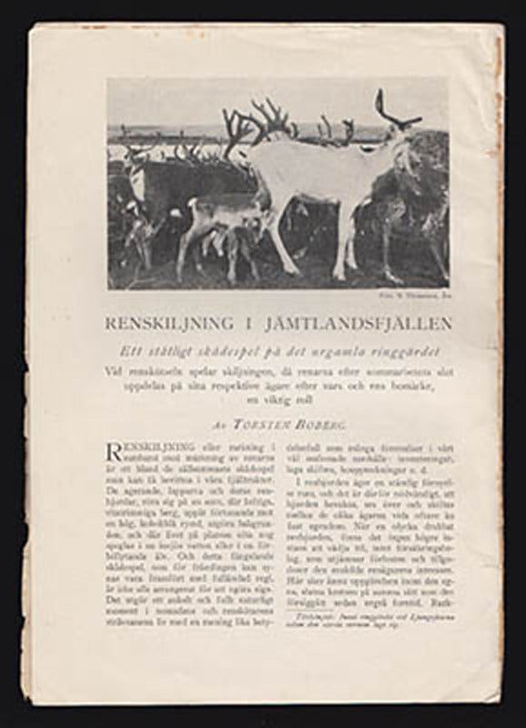 Torsten Boberg : Renskiljning i Jämtlandsfjällen