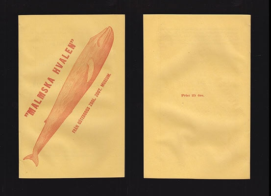 A. W. Malm : Några blad om hvaldjur i allmänhet och Balænoptera Carolinæ i synnerhet