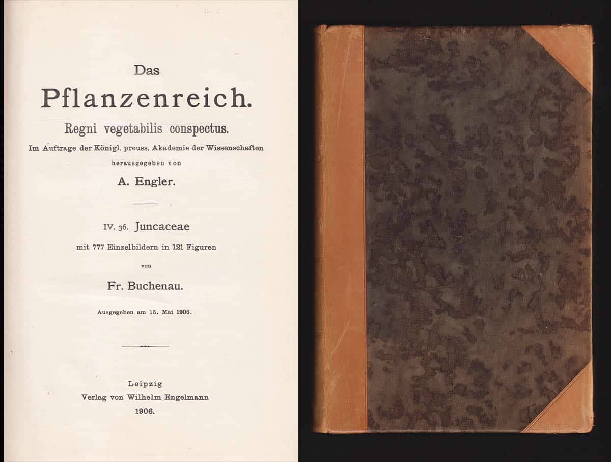 Adolf Engler : Das Pflanzenreich