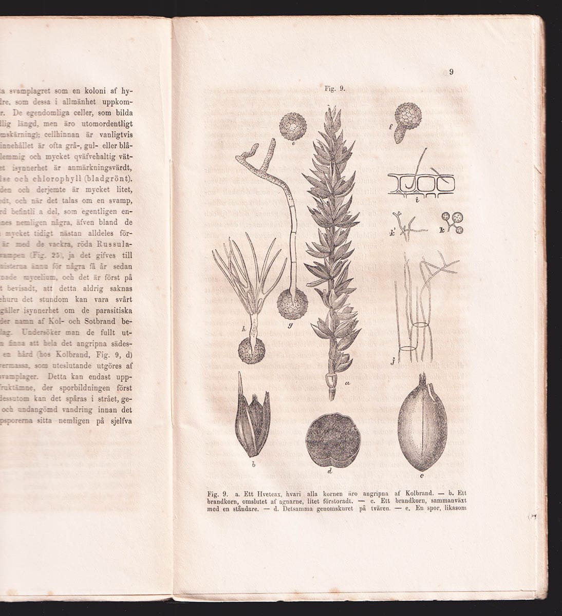 Anders Sandøe Ørsted : Om växtsjukdomar, som orsakas af parasitsvampar, särdeles om rost och brand, samt om medlen mot dem. Fyra afhandlingar utgifne af D:r A. S. Örsted. (Med 3 plancher och många i texten tryckta figurer.). Öfversättning af Carl Hartman