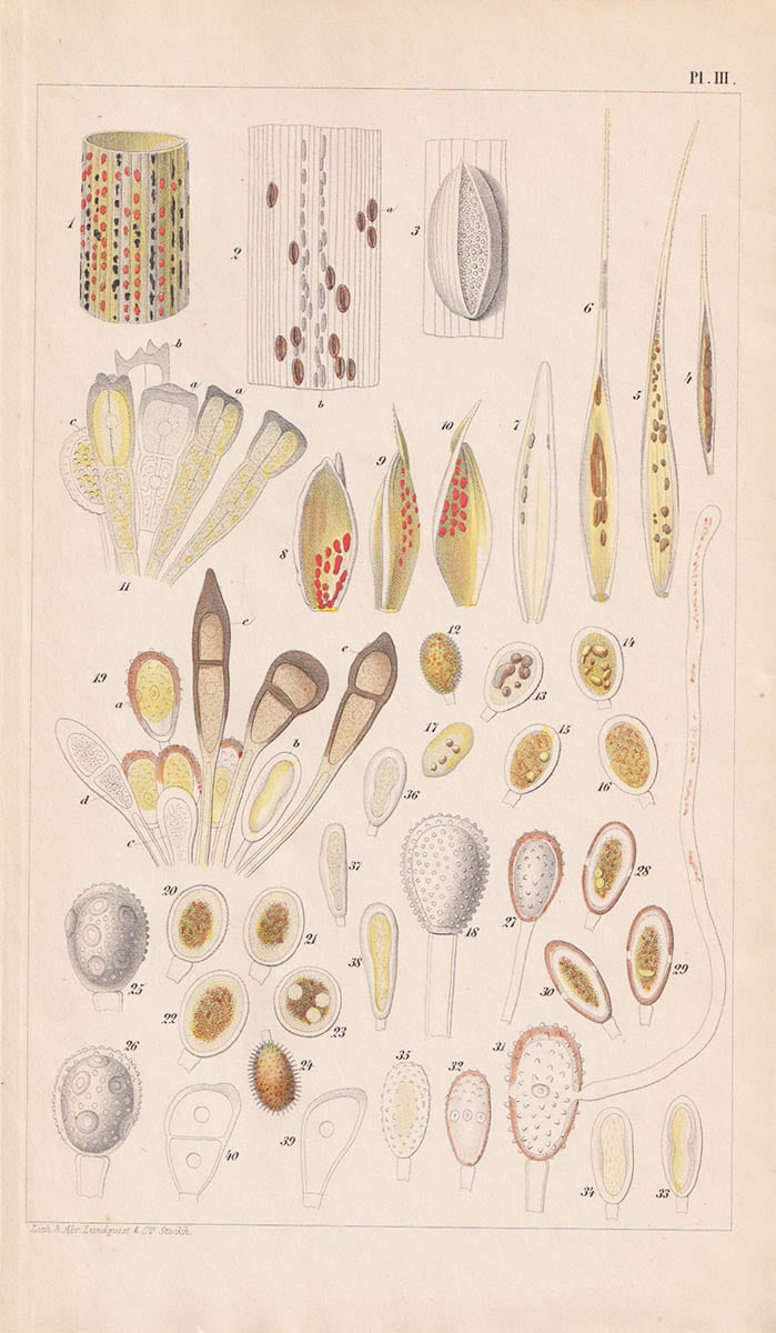 Anders Sandøe Ørsted : Om växtsjukdomar, som orsakas af parasitsvampar, särdeles om rost och brand, samt om medlen mot dem. Fyra afhandlingar utgifne af D:r A. S. Örsted. (Med 3 plancher och många i texten tryckta figurer.). Öfversättning af Carl Hartman