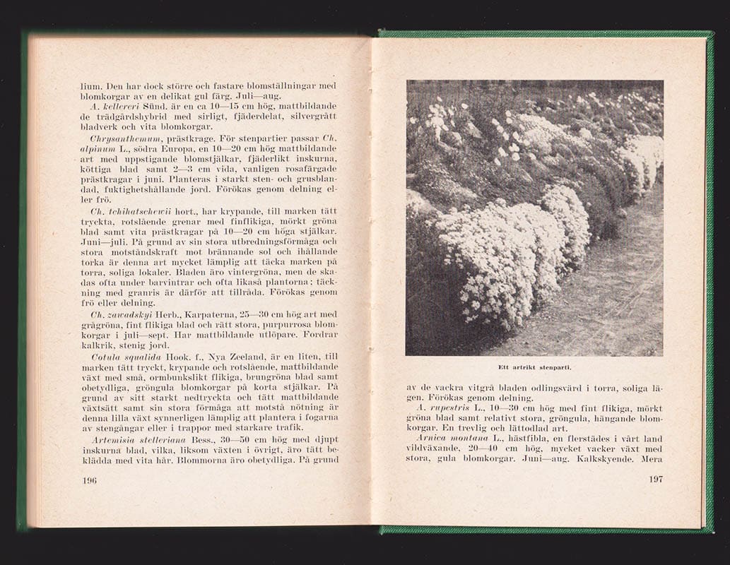 Arvid Nilsson : Stenpartiväxter