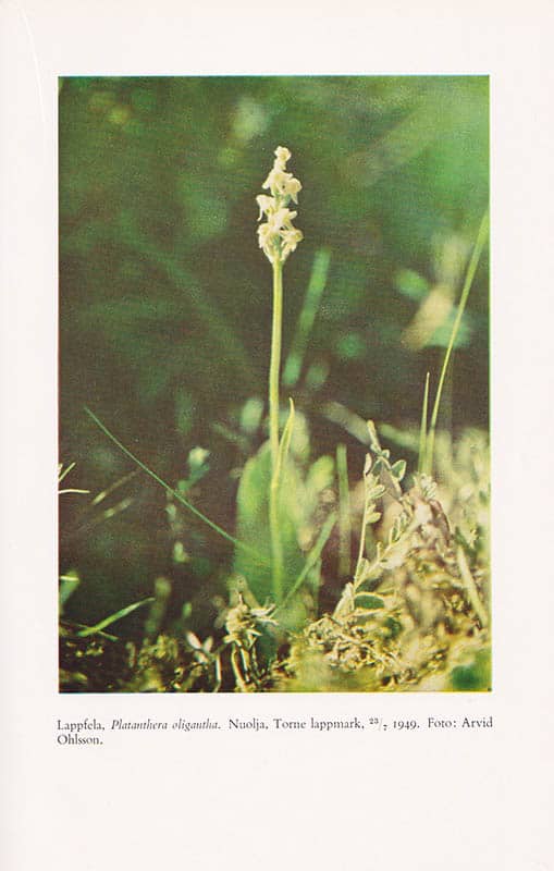 Arvid Ohlsson : Svenska orkidéer. Med förord av professor J. A. Nannfeldt (John Axel, 1904-1985)