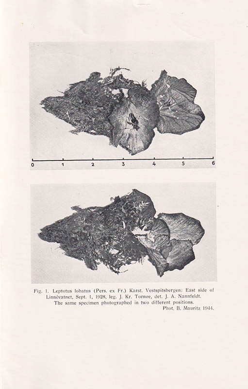 Asbjørn Hagen : Plants collected in Vestspitsbergen in the summer of 1933