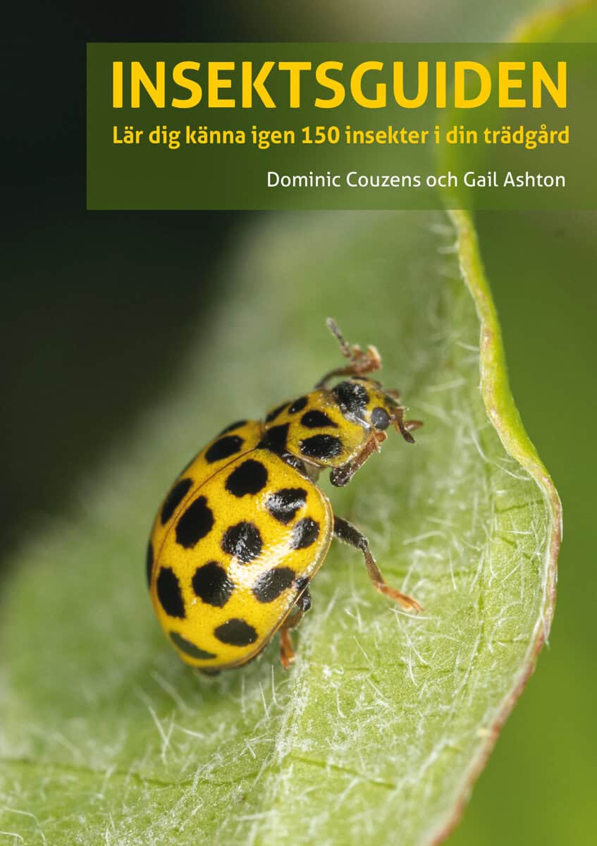 Ashton, Gail ; Couzens, Dominic : Insektsguiden : Lär dig känna igen 150 insekter i din trädgård